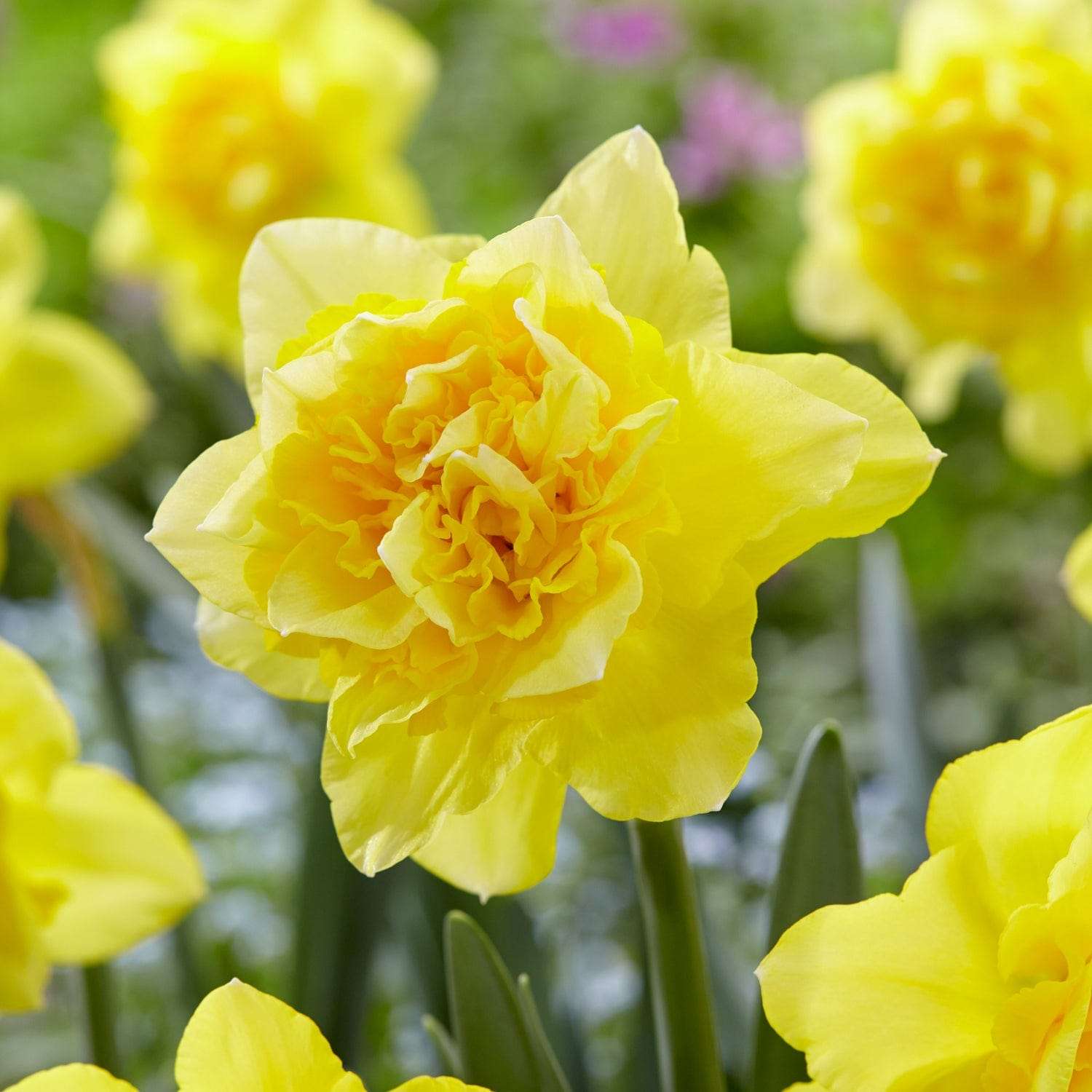 Narzisse 'Dick Wilden' - Narcisser